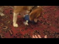 Dog attacks blue Whale