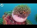 [NEW] The Ocean 4K (ULTRA HD)🐬- Coral Reefs and Colorful Sea Life - Relaxing Music
