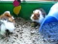 5 week old guinea pig baby update