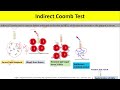 Coombs Test: Principle, Types, Procedure, Interpretation | Coombs test Direct and Indirect