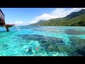 Tropical Background Video From The Mountains of Moorea