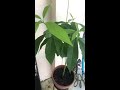 Avocado Tree Pruning Update #2