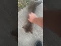Outdoor kitty in heat