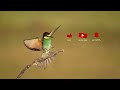 ⭐ Bee~Eaters In All Their Glory 🟢🟡🔴