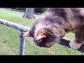 Cat walking on fence