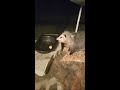 Little Possum enjoys a snack 😋 - October 14 2020 7:30PM