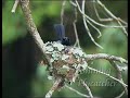 Birds of the Daintree