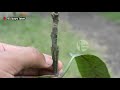 Mango V Grafting Technique With Result (100% Success)