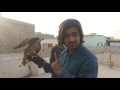 Red naped falcon training