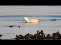 Wildlife - Grey Seal [4K]   -   As I walk the Ayrshire Coastline, SCOTLAND   -   early morning