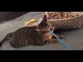 Cat playing with some of his toys #viral #cat #viralvideo #