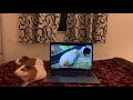 Guinea pigs learning to use laptop