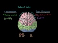 Emotions: cerebral hemispheres and prefrontal cortex | MCAT | Khan Academy