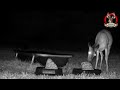 Doe Resting 00:33 at Cajun's While Another Doe Has Dinner on Cajun's Live Deer Cam August 2, 2024