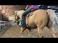 Apollo The Shire Dressage Lesson with David McMillan