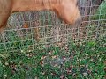 Scout doing his morning chore....cleaning up the apples.