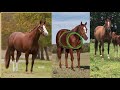 Drawing Foreshortened Horses