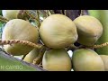 The best method of grafting and propagating coconut trees from fruit |  Grafting coconut  fruit