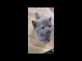 😂 Funniest Cats and Dogs Videos 😺🐶 || 🥰😹 Hilarious Animal Compilation №409