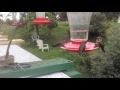 Foothill Hummingbirds feeding, Alan and Anna蜂鳥