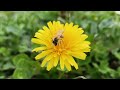 L'ANEMONE DES BOIS de A à Z - (zoom sur espèce 1) #nature #botanique