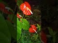 Short Coqui Frog Hunt - Big Island - Hawaii