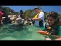 Half Moon Cay | Stingray Adventure Excursion | Stingray Cove