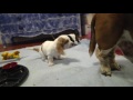 Grandpa Noble Basset Hound Meets the Puppies! Adorable!