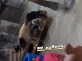 迈迈：倒八辈子霉，隔壁住了个玩意！【Panda：灵岩Ling Yan、迈迈Mai Mai】😂🤣#大熊猫 #panda