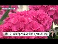 꽃송이 선물에 물 위의 피아노까지.. 수국길 축제 (2024.06.28/뉴스데스크/목포MBC)
