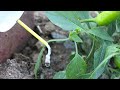 How to make Drip Irrigation with plastic bottles for 15 days of slow drip.