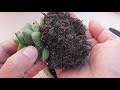 Offsets & Offshoots: How to Propagate Succulents PART 4 (Separating Babies)