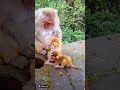 Twin baby Monkeys are so active