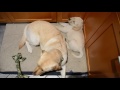 Labrador Puppy Snoring
