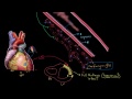 Heart attack (myocardial infarction) pathophysiology | NCLEX-RN | Khan Academy