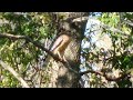 Hawk eating a mouse