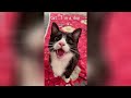 Try Not To Laugh 🤣 New Funny Cats Video 😹 - MeowFunny Par 37