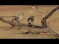 Zebra Finch in the wild a documentary