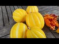 Korean Melon | How Does it Grow? / How to grow melons