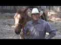 Getting the Fresh Off & Warming Up in the Round Pen -Everyday Horsemanship with Craig Cameron