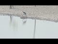 Burung GAGANG BAYAM leher hitam