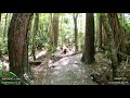 Virtual Run Forest | Virtual Running Videos | POV Running Video 25 Minutes 4K 60