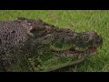 What's it like to feed a 15ft crocodile? | Australia Zoo Life