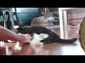 Teaching my cat human love ❤️ + Footsie game 🤣
