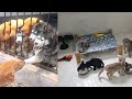 Try Not To Laugh Cats And Dogs Videos 😁 - Best Funniest Animals Video 2024