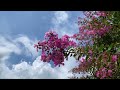 Deep Relaxation with Soothing Music for Mental Peace 🌷 Soothes Anxiety and Depression