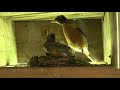 Baby Robins (last video)