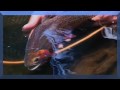 Fly Fishing Colorado the Flat Tops  Part 1