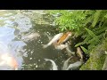 #carp#koi#nature#fish#flowers#garden#pond#water#zoo#hal#cá#fisk#ikan#iasc#fiskur#pez#pescare#fësch