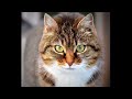 REALISTIC CAT SOUND 15MIN!!